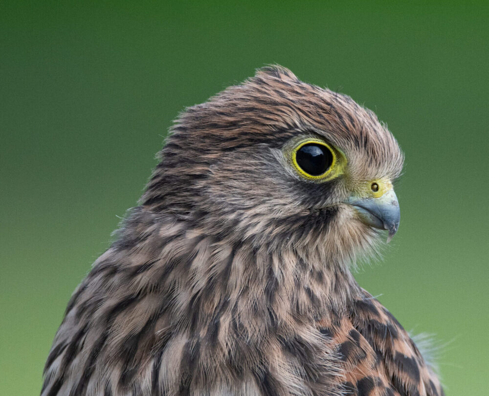Turmfalke _ Ganten Treuhand VAduz